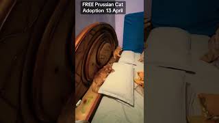 free prussian cat adoption 2026 | adopt now before they’re gone | free cat adoption near me