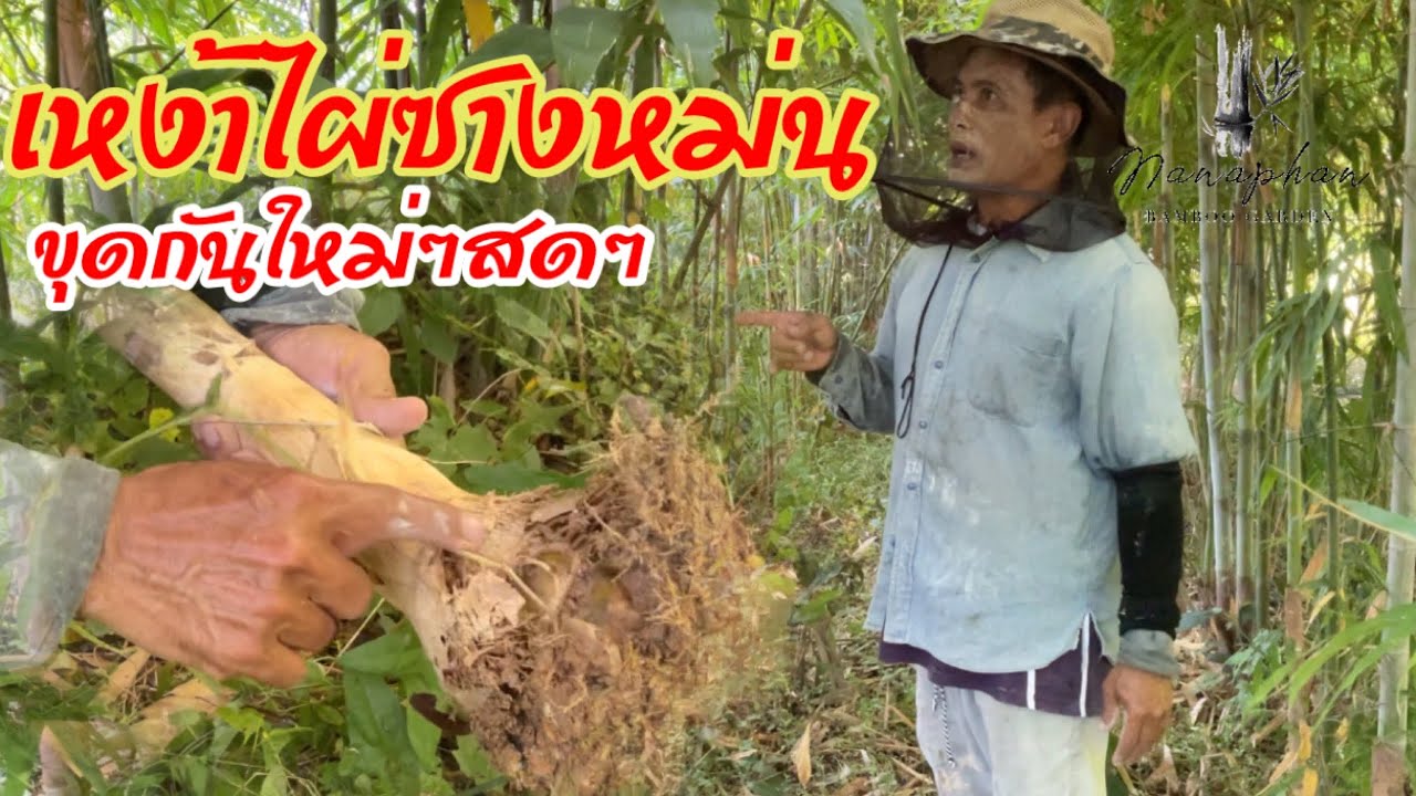 เหง้าไผ่ซางหม่น…ขุดกันใหม่ๆสดๆ…ลุงกลมจะพาไปชม!