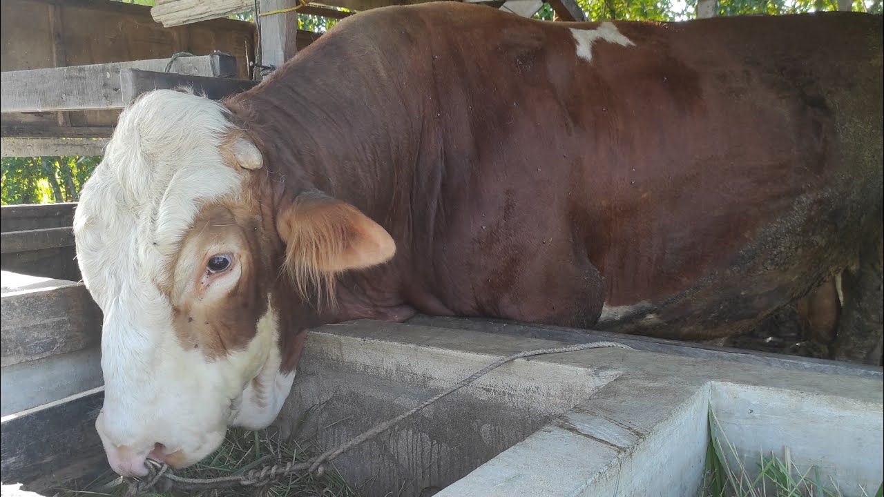 Big cow, sapi simental - YouTube