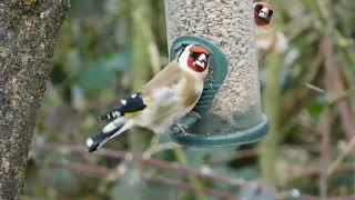 10 minutes of British garden birds singing, calling and feeding.