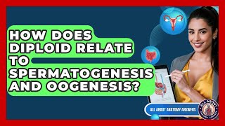 How Does Diploid Relate To Spermatogenesis And Oogenesis? - All About Anatomy Answers