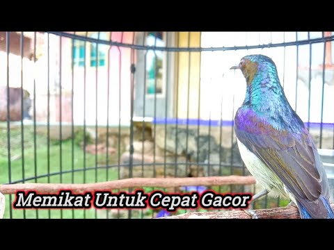 kolibri kelapa | manggar | wiceh | pancingan / masteran  korlap gacor