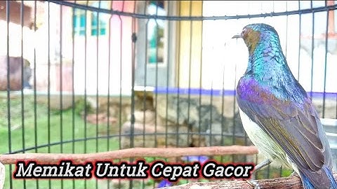 kolibri kelapa | manggar | wiceh | pancingan / masteran  korlap gacor