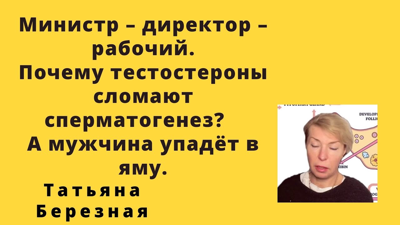 Министр – директор – рабочий. Почему тестостерон￼ы сломают сперматогенез.  А  мужчина упадёт в яму. 