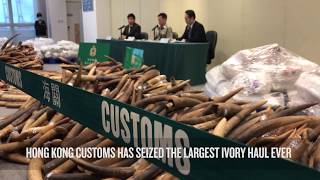 Record ivory seizure in Hong Kong SAR