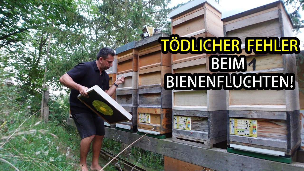 Bienenflucht: Häufiger Fehler Finger weg von diesem Fehler bei Bienenfluchten
