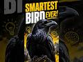 GIANT RAVEN The Smartest Bird You’ll Ever See!