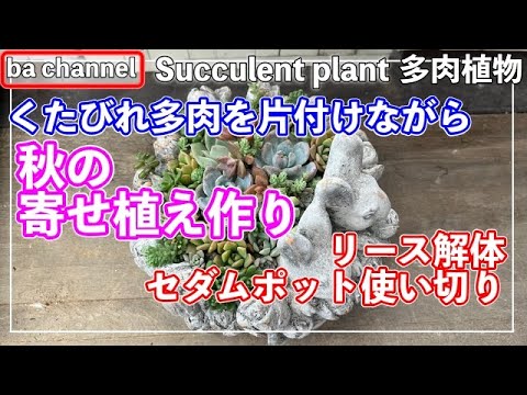 457 {Succulents} Cleaning up a worn-out succulent pot while