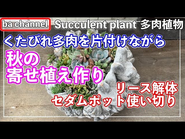 457 {Succulents} Cleaning up a worn-out succulent pot while