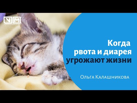 Видео: Как узнать, когда расстройство желудка гарантирует поездку к ветеринару