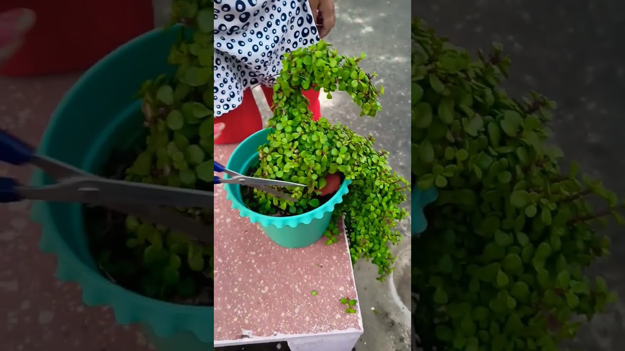 jade topiary pruning