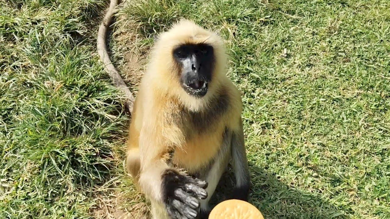 Smart Monkeys: Incredible Monkey Intelligence & Problem Solving