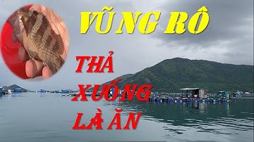 Câu Cá Biển - Bè Nổi Vũng Rô - Thả Xuống Lên Cá | Cảng Vũng Rô