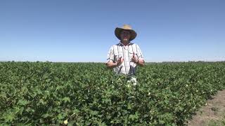 Cut-out in cotton 2: Getting the timing right