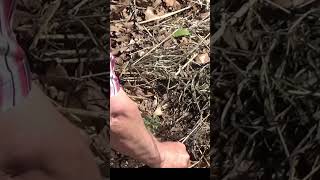 Companion Planting Peanuts And Tomatoes