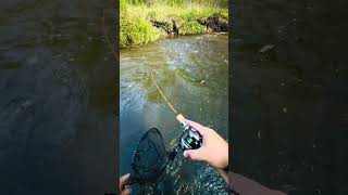 Клюнула трофейная кумжа этого ручья🎣 #shorts #reels #shortvideo #youtubeshorts