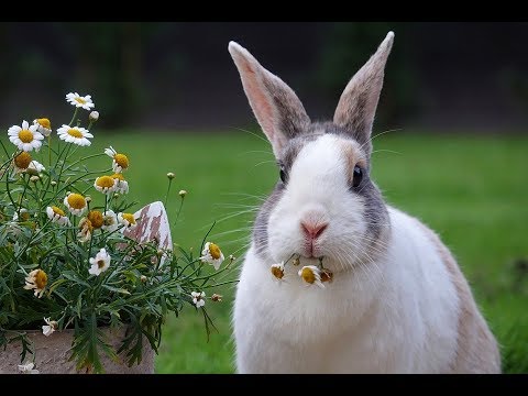 Video: Todo Sobre Conejos