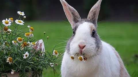 ¿Qué hace un conejo todo el día?