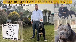 Cane Corso Dog | Best Cane Corso Dog Kennel In   India  | Singhs Cane Kennel