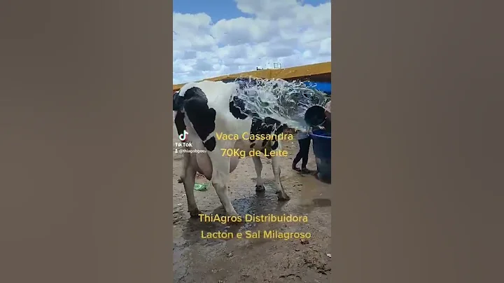 A Vaca de 70Kg de Leite, Vaca Cassandra.