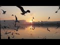 Birds at The Sea of Galilee in the afternoon