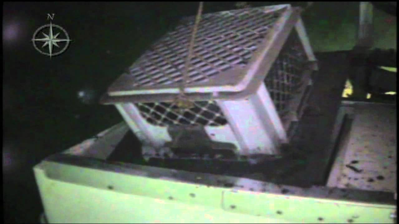 deep blue sea 3 Experiment Recovery | Nautilus Live