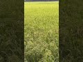 Paddy field #travel #nature #relax #relaxing #journeywithdelower #villagelife