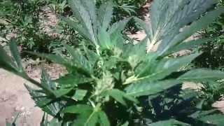 haxi's 2011 outdoor guerilla grow: Only Autoflowering: 17 June