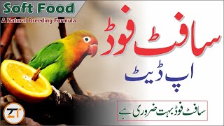 Soft Food For Love Bird During Breeding Season|Soft Food Update|My Daily Soft Food Routine screenshot 4