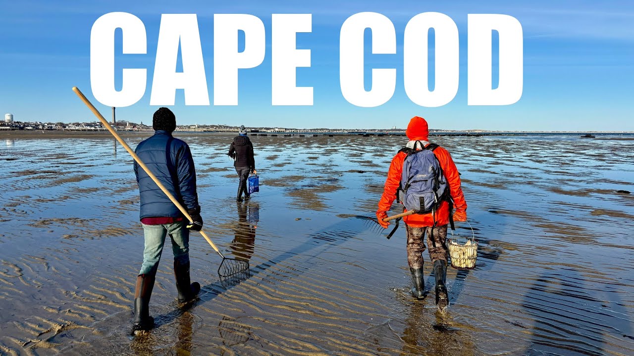 CLAMS OYSTERS And Coastal Foraging In CAPE COD