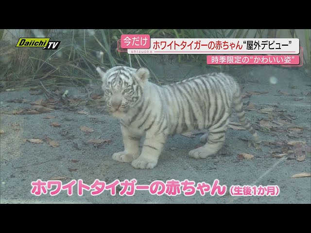 Limited Time] Two White Tiger Cubs Make Their Outdoor Debut