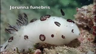 22 to 24 Jan 2021  weekend dives SG water..