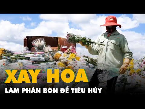 Video Đau như cắt, hoa Đà Lạt xuất khẩu phải xay làm phân do... - youtube