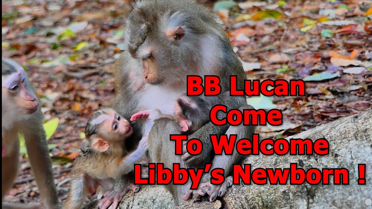 BB Lucan Come To  Welcome Mom Libby's Newborn , So adorable !