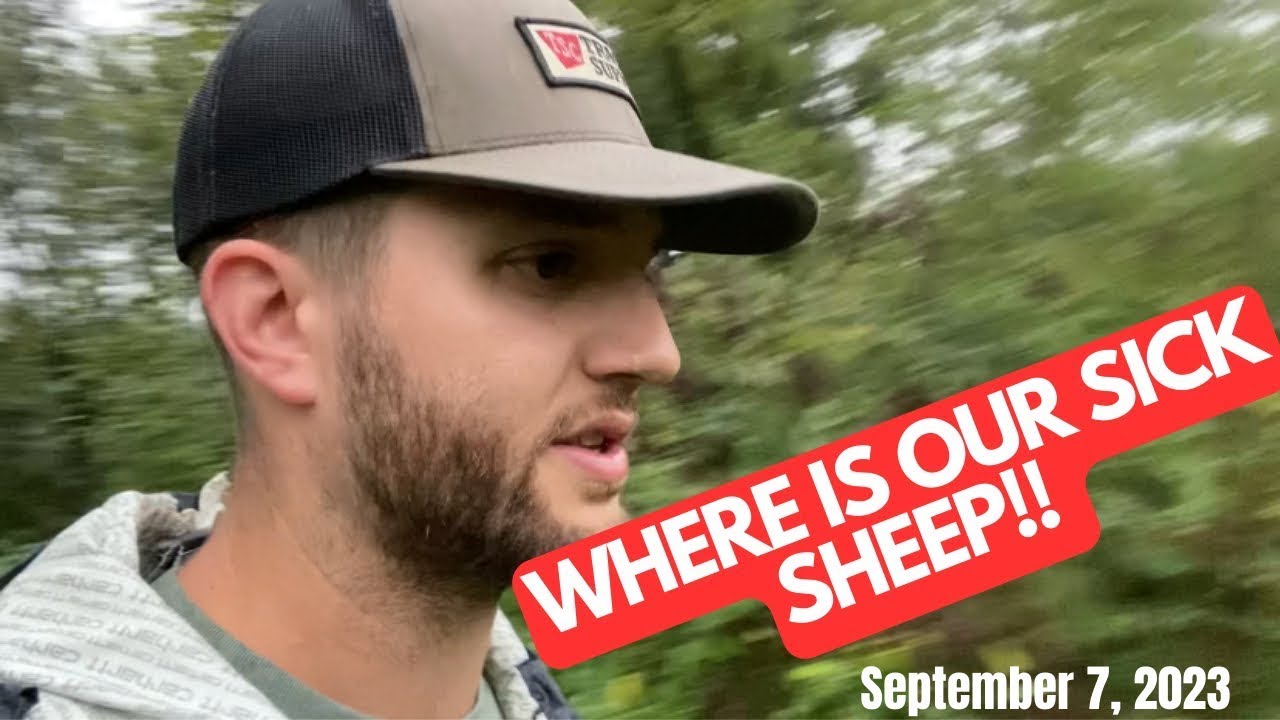 Sick Sheep Copper Deficiency or Poisoning?? YouTube