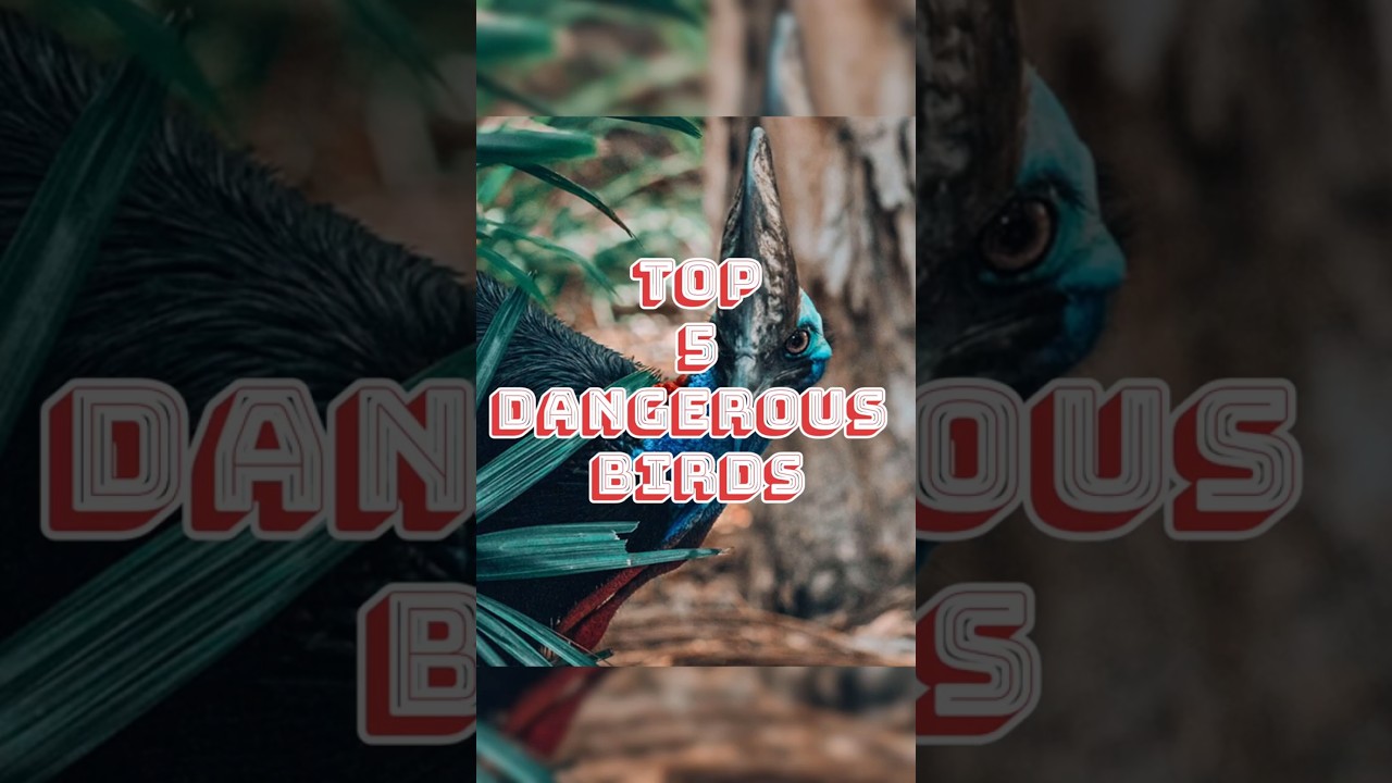 Top 5 Dangerous Birds In World 💀😱🌎|Shocking Facts| 