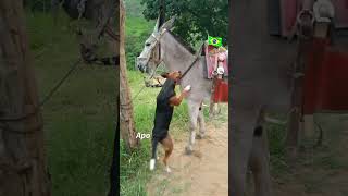 🐴🐶 Olha essa amizade…O cachorro e o jumento, #burro #mulas #muladeiro #muladeira #muares #cavalos