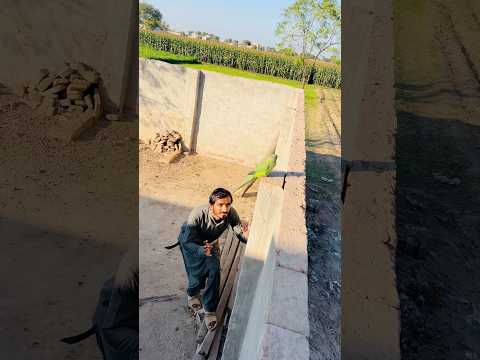 Parrot Pakr Liya Ytshorts Birds Animals Parrot Parrotcatching 