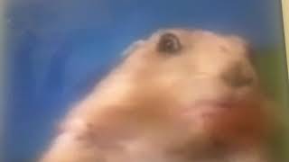 Celebrity Dramatic Chipmunk (Sound Effect 4K of the Volume) Wealth