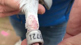 NL 1309721 2020 orig  TH. RUTTEN AND SON