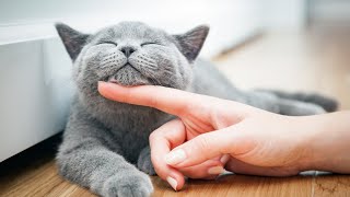 How to choose the right cat breed for your personality