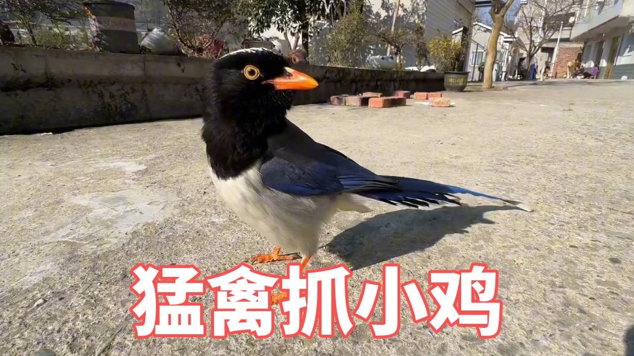 蓝鹊每次看到小鸡都想冲过来逮一下，谁知道这只小鸡不简单，战斗力爆表，这下尴尬了吧！【蒙面鸟哥】