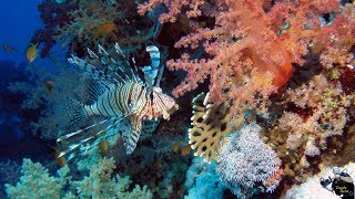 Egypt. Marsa Alam 2019. THE BEST OF DIVING with Monkey Divers Diving College.