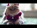 The funniest Christmas/winter compilation 2017 - It will make you laugh!