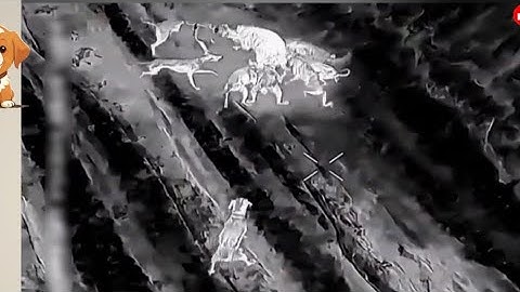 Săn Heo Rừng Bằng Chó & Drone: Pha Vây Bắt Nghẹt Thở, Giải Cứu Đồng Đội Dưới Hố Sâu