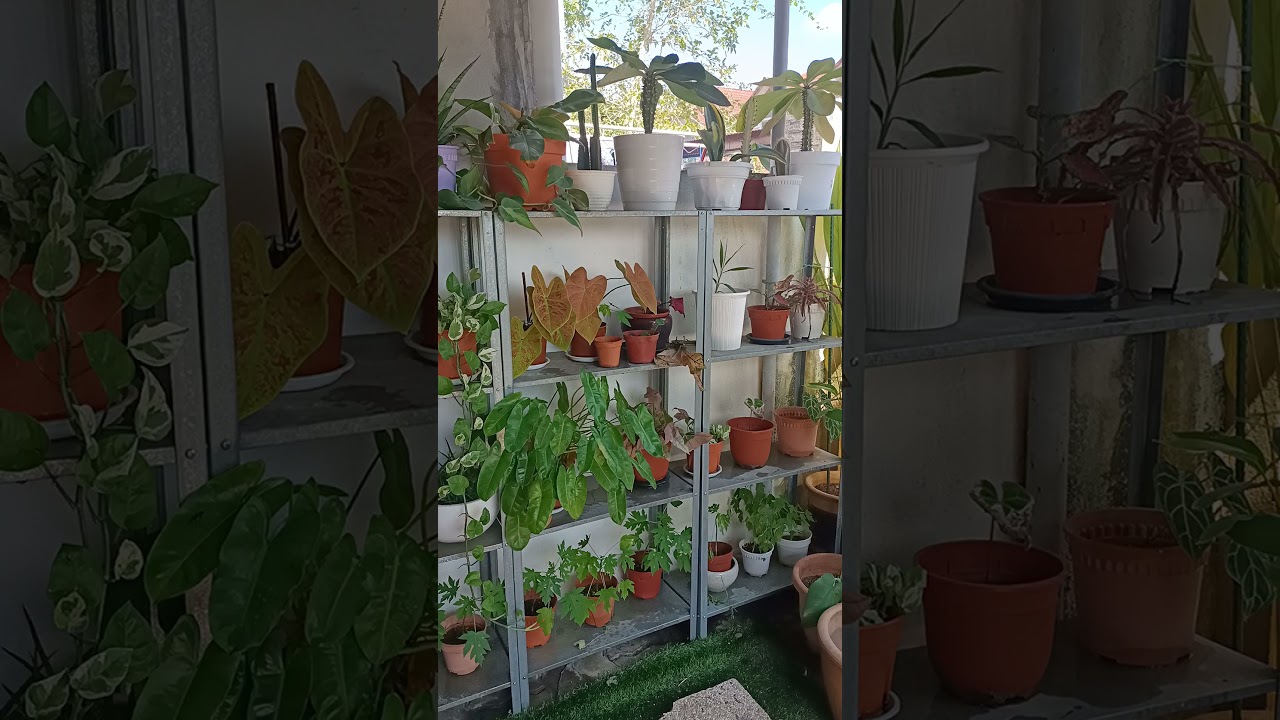 Plants make people happy..🥰🥰🥰🌿🌿🌿