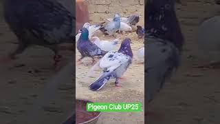 #pigeon top quality pigeon Club UP25 kabootar ka shouk kare #realpigeons