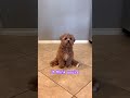 I think you’re in love #dog #dogs #dogshorts #doglife #puppies #cutedog #puppy #pets #shorts #short