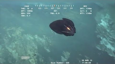 CRIATURA MARINHA ENCONTRADA A MAIS DE 1,2 KM DE PROFUNDIDADE