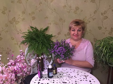 Видео: Кампанула: домашни грижи, правила за засаждане и размножаване